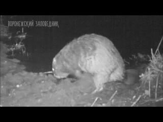 Бобры метят свою территорию