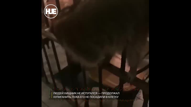 В москве в кафе "кусочки" пробрался енот