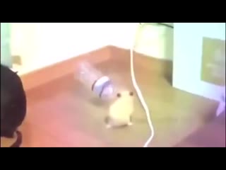 Hands down, confidently after 26 years on the internet, this is the best thing i have ever found