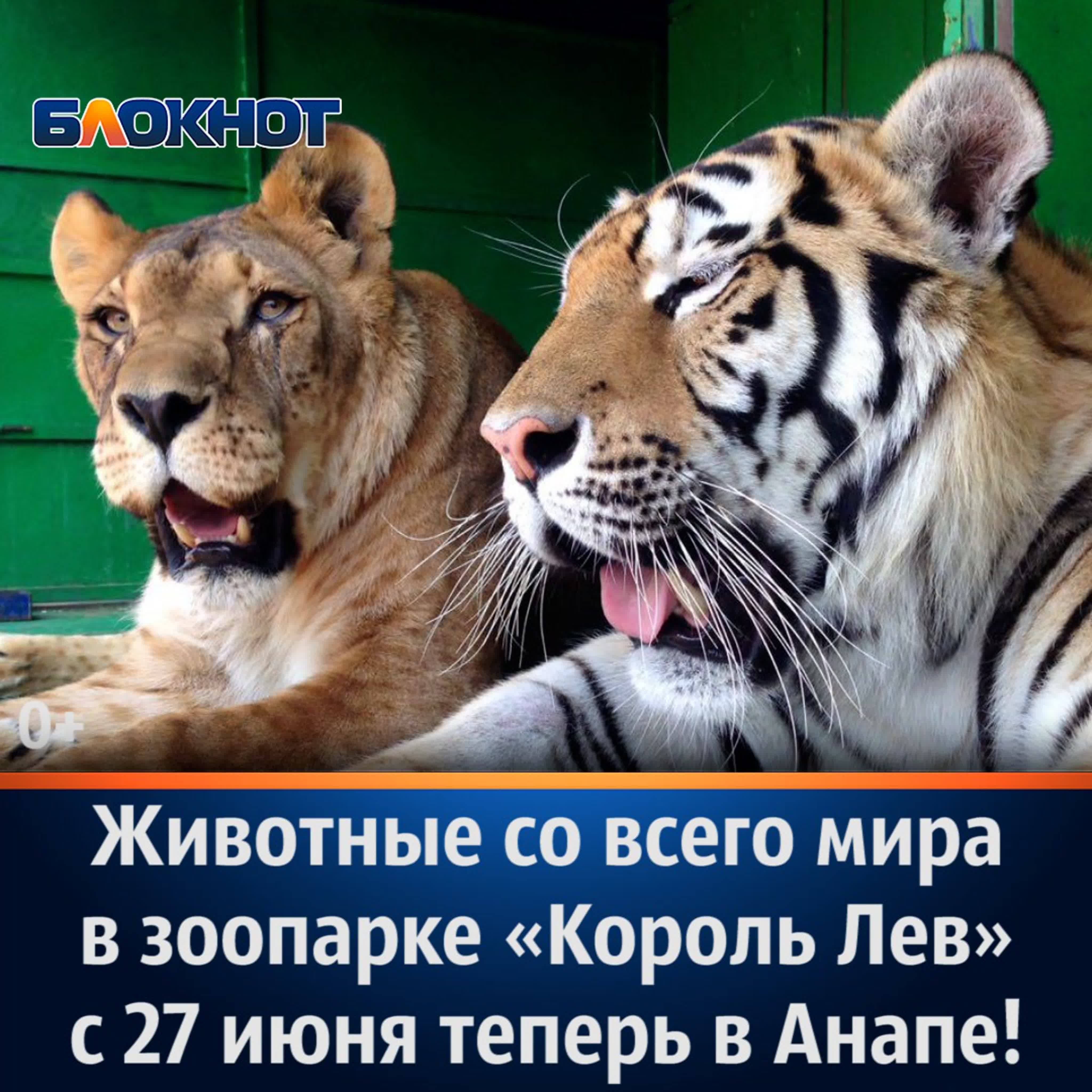 король лев анал Симба ебет львиц из гарема и доказывает что он король лев!