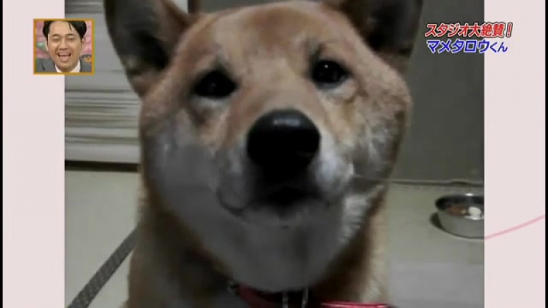 Умеет регулировать громкость