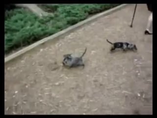 Amputee woman rak tasha cape