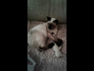 Тося(дочка)