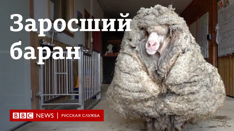 В австралии спасли заросшего барана