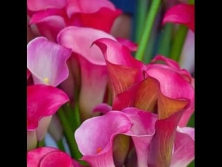 Wonderful calla lily flowers