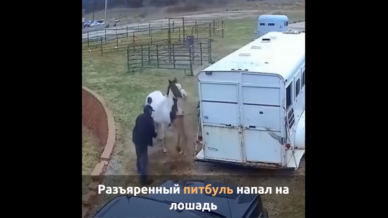 Питбуль напал на лошадь, но жестоко поплатился