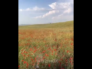 Чайная на природе)