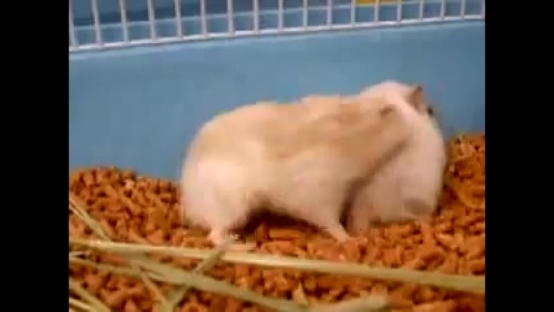 Өзбек секс құпия камерасы