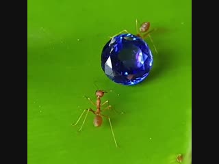 Ants and tanzanite