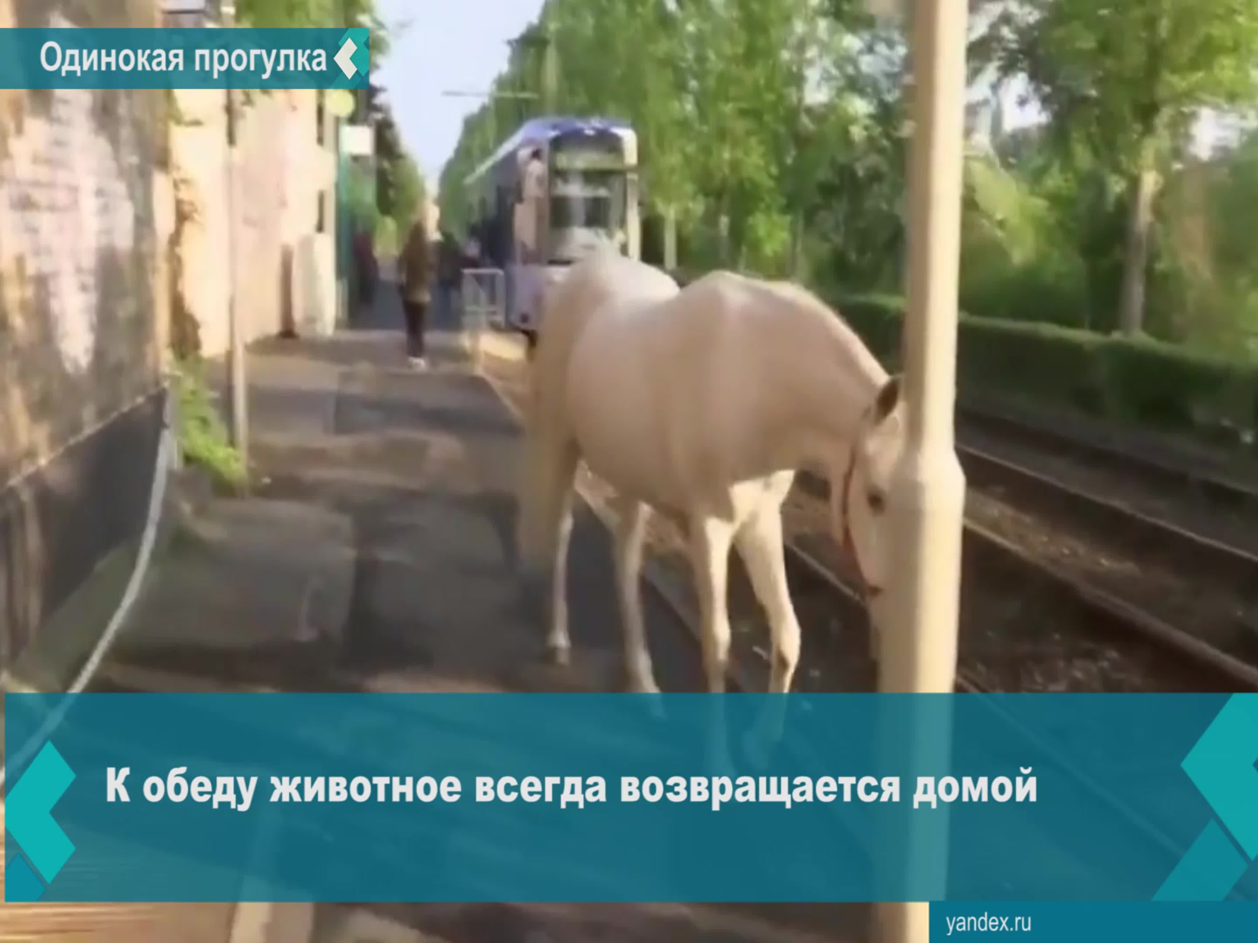 В немецком городе каждое утро можно наблюдать интересную картину прогулку  одинокой лошади - BEST XXX TUBE