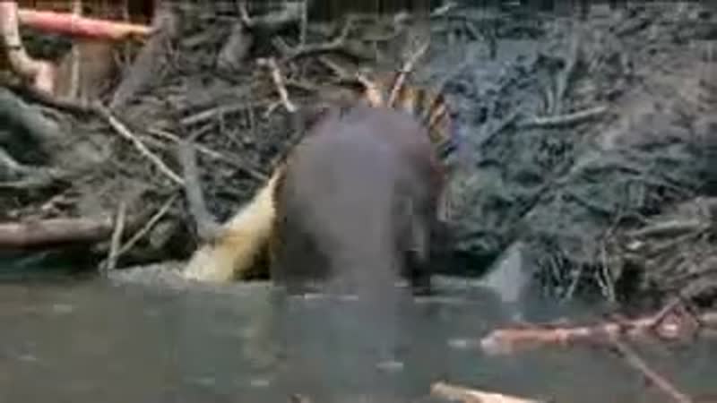 Бобёр строит плотину