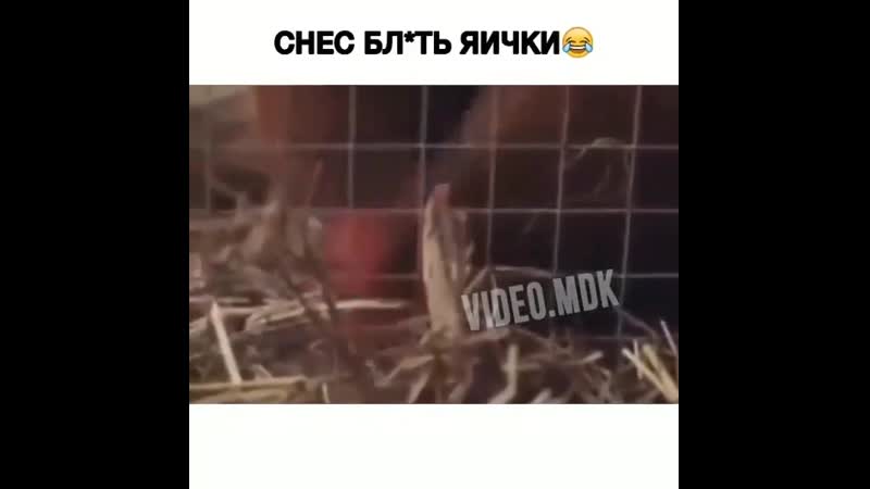 Снёс яички