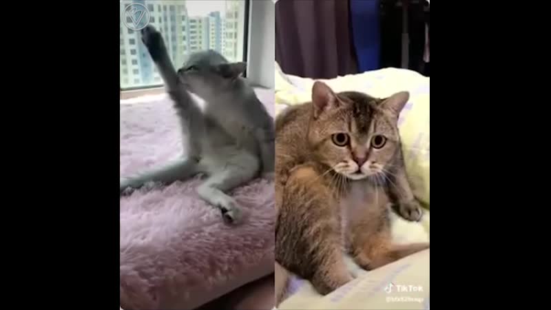 Эротика для котика