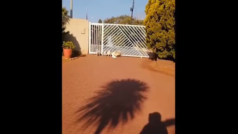 Внимание! сторожевой попугай! особо опасен!