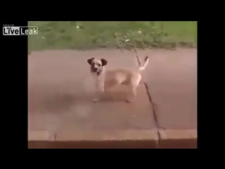 Верный пес (огого видео)