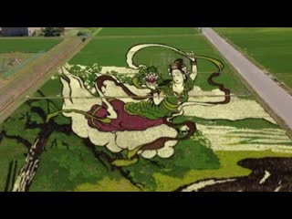 Best of rice paddy art stunning fields in aomori, japan