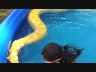 Girl swims with huge burmese python