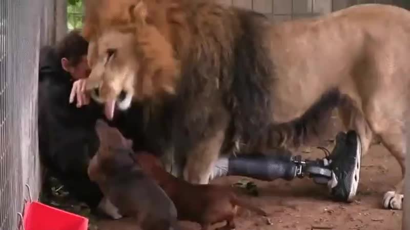 Когда калитка в клетке захлопнулась не в первый раз