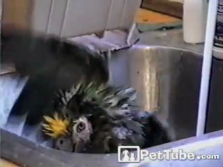 Попугай купается и поет оперу