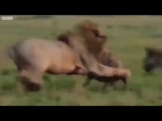 A heart wrenching video of a lion being saved by his brother from a pack of pestering hyenas 💕 tag someone that you would rescu