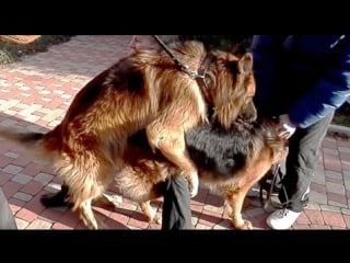 Вязка молодые с инструктором mating (pairing) german shepherds कुत्ता संभोग। التزاوج الكلاب