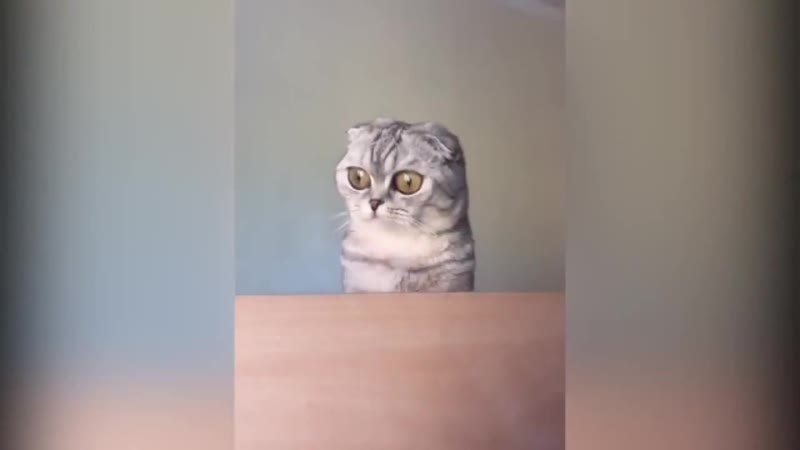 Кота накрыло