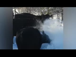 I fucking love cocaine