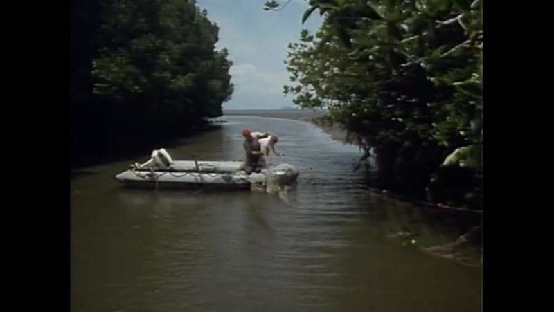 Повторное открытие мира #21 борнео плавучие джунгли