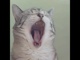 Yawn, gape зевать