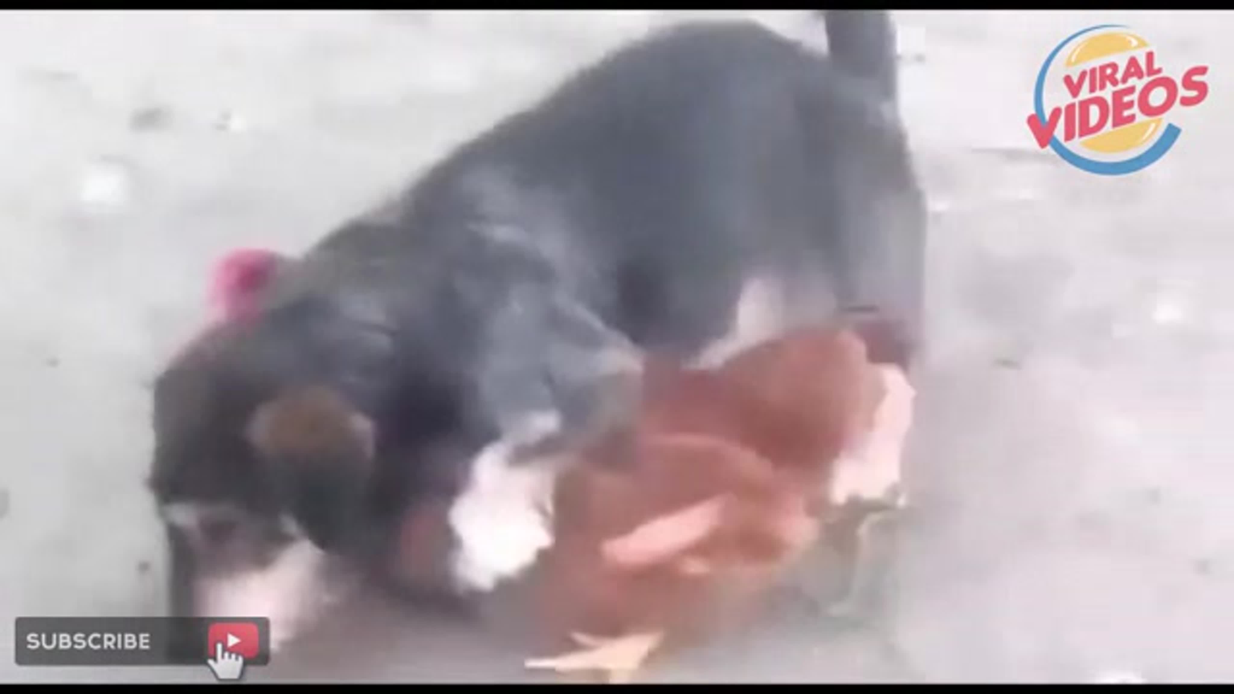 ✅omg dogs mating with other porn ca(480p) mp4