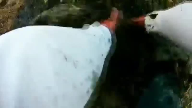 Змееголов надавал лещей🤣