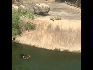 Птички милашки