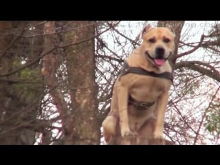 Tret style (parkour dog from ukraine)