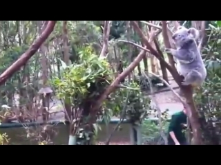 Коала помогает своему испуганому детенышу