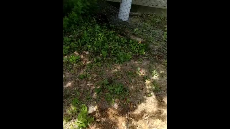 Бедняга дождался помоши) #хасавюрт