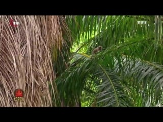 Koh lanta du 1 avril 2016 tf1 2016 04 01 21 17 #french #francais #filmsenfrancais