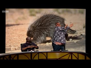 Qi xl 17x08 qanimals (daliso chaponda, phill jupitus, cariad lloyd)