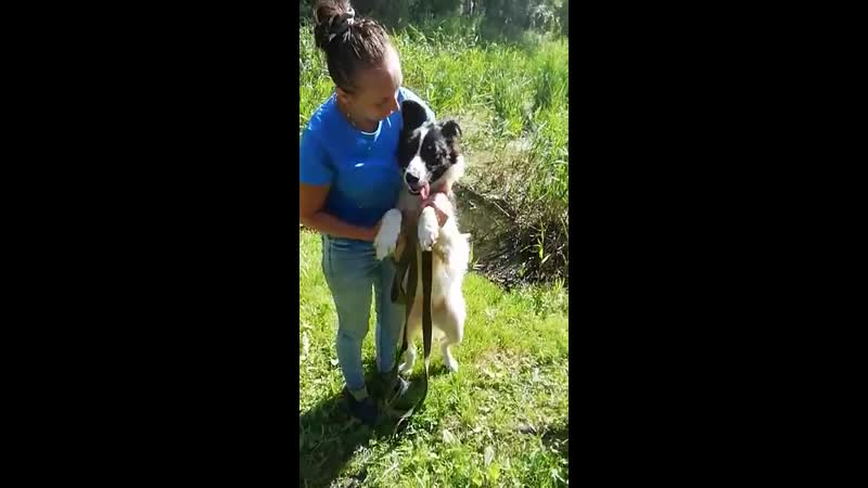 Метис бордер колли