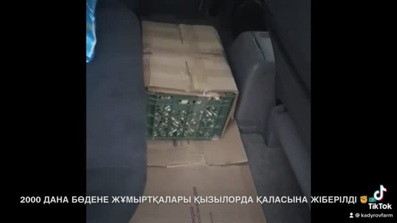 2000 дана бөдене жұмыртқалары қызылорда қаласына жіберілді ✊🇰🇿