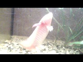 Мой аксолотль танцует!