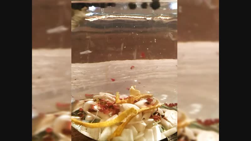 Чесночная настойка