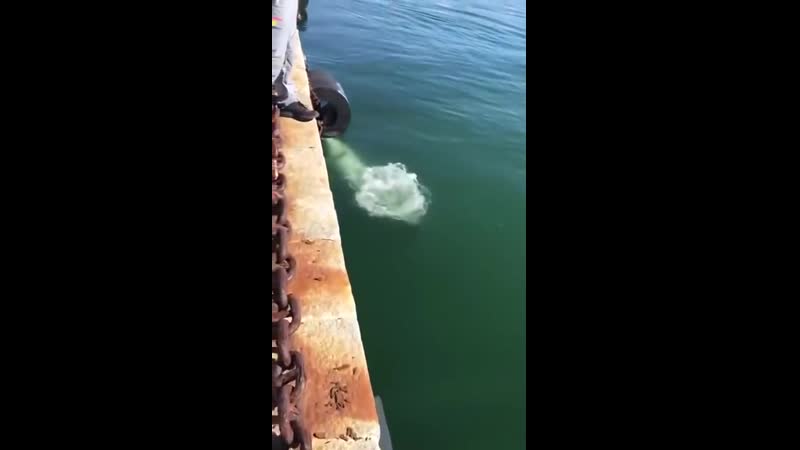 Дельфіни у водах венеції