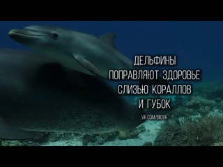 Dolphins take turns swimming