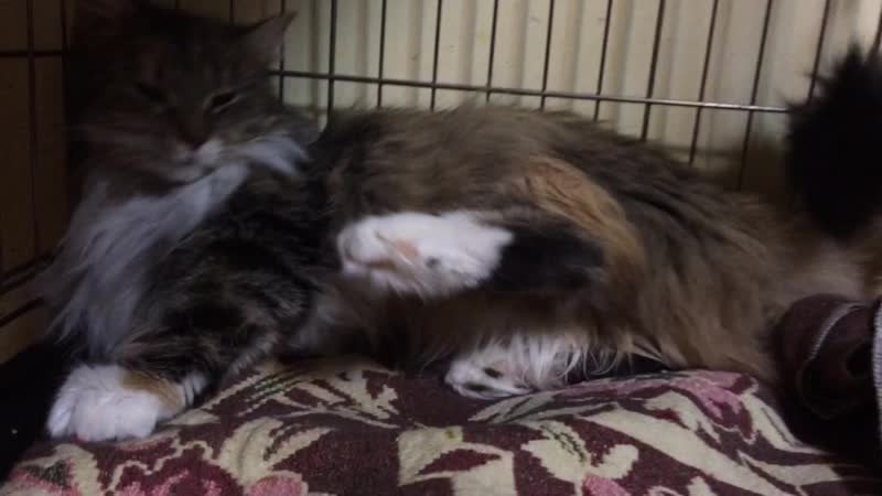 Шикарная меховая виола