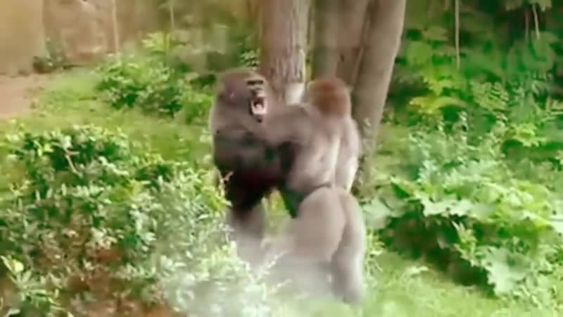 Гигантская горилла в деле! вот на что способны гориллы в ярости