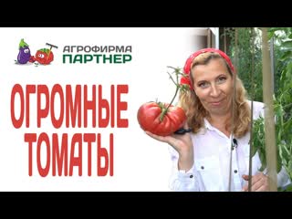 Огромные томаты