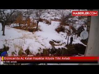 Рысь добывает лису (lynx hunting fox)