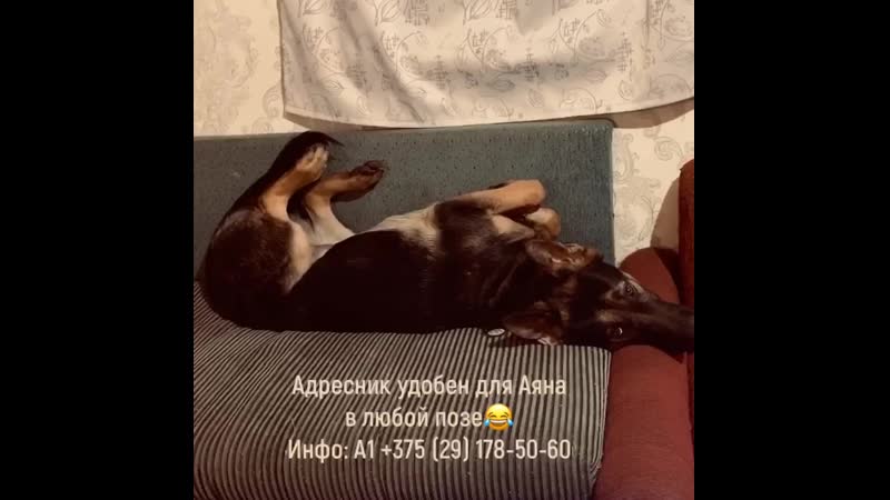 Аня спит с адресником и ему удобно адресник медаль в минске, беларуси и снг