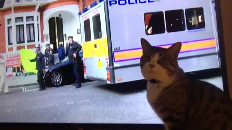 Кот ассанжа смотрит за тем, как того задерживают