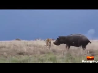 Lioness bothering a hippo